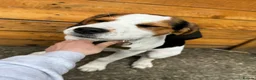 Beagle dogs for sale: Beagle Puppy Looking for Loving Home in Livingston - Advert 5