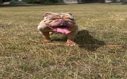 English Bulldog dogs for sale: English bulldog  - Advert 1