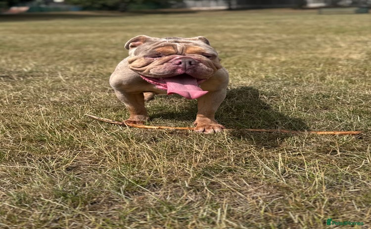 English Bulldog dogs English bulldog  - Advert 9