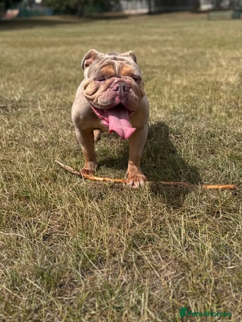 English Bulldog dogs English bulldog - Advert 1