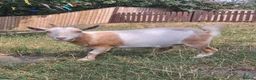 Goats livestock for sale: Two Friendly Female Pygmy Goats in Wimborne - Advert 7