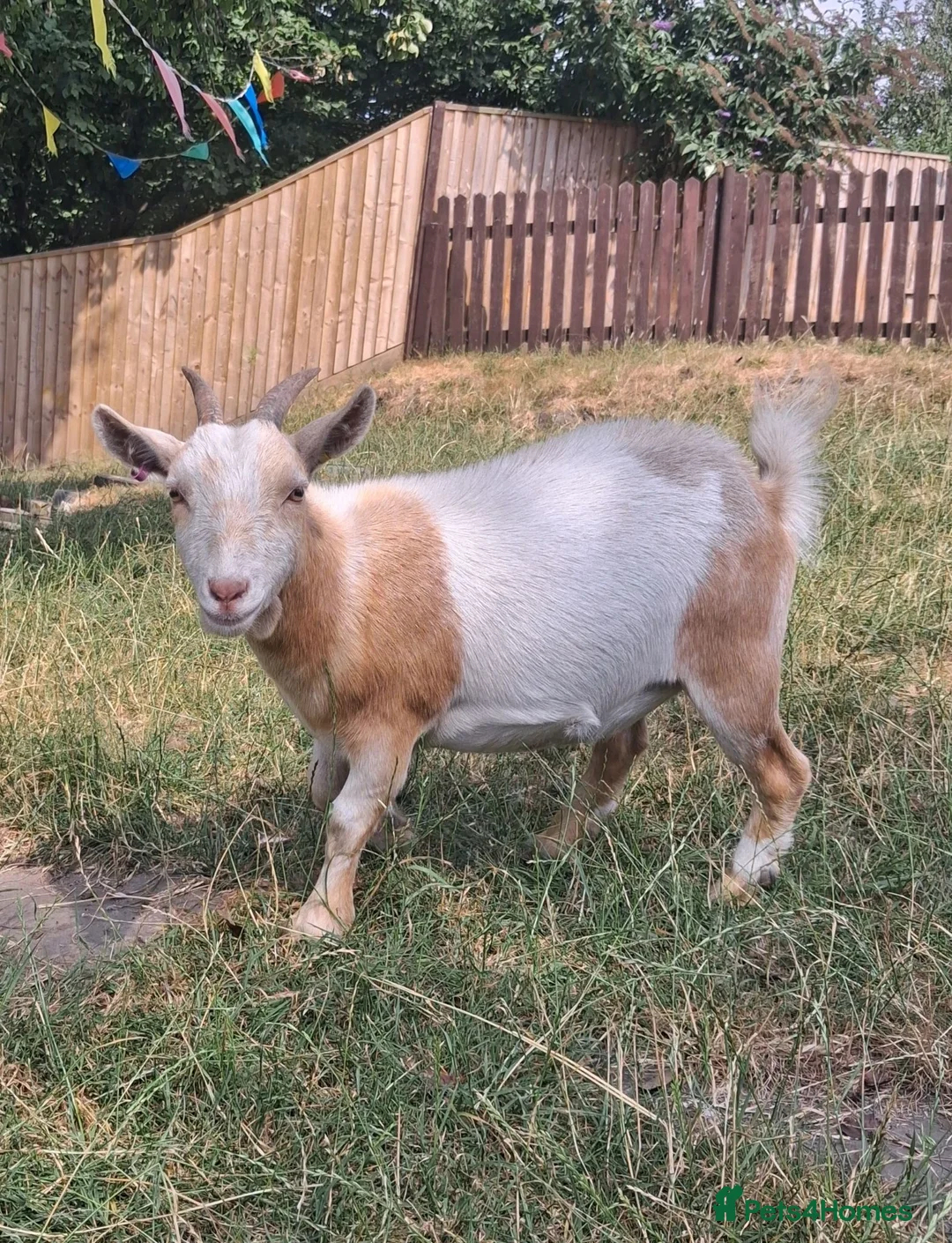 Goats livestock for sale: Two Friendly Female Pygmy Goats in Wimborne - Advert 7