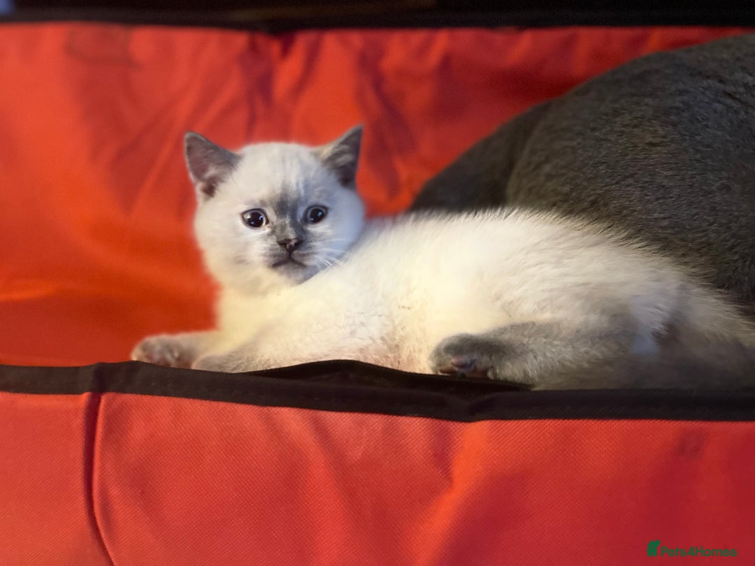 British Shorthair cats for sale: GCCF Registered British Shorthair Kittens - Advert 12