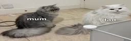 Persian cats for sale: Persian chilchilla & doll face babies  - Advert 12