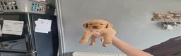 Labradoodle dogs for sale: Fox red labradoodle pups  - Advert 4