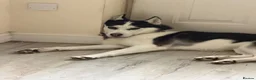 Siberian Husky dogs for sale: 3 year old husky requires new home  in Mansfield - Advert 2
