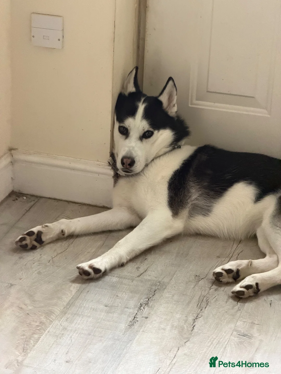 Siberian Husky dogs for sale: 3 year old husky requires new home  in Mansfield - Advert 2