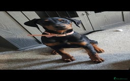 Dobermann dogs for sale: Dobermann Puppy  - Image 1