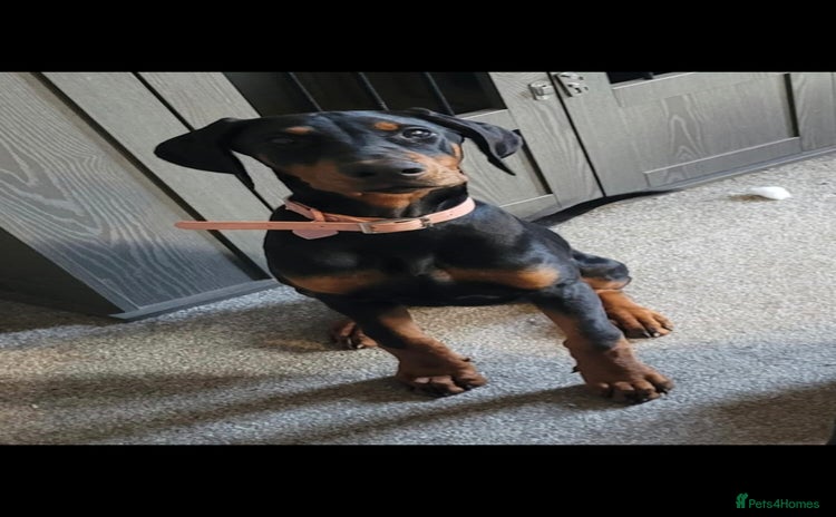 Dobermann dogs - Advert 1