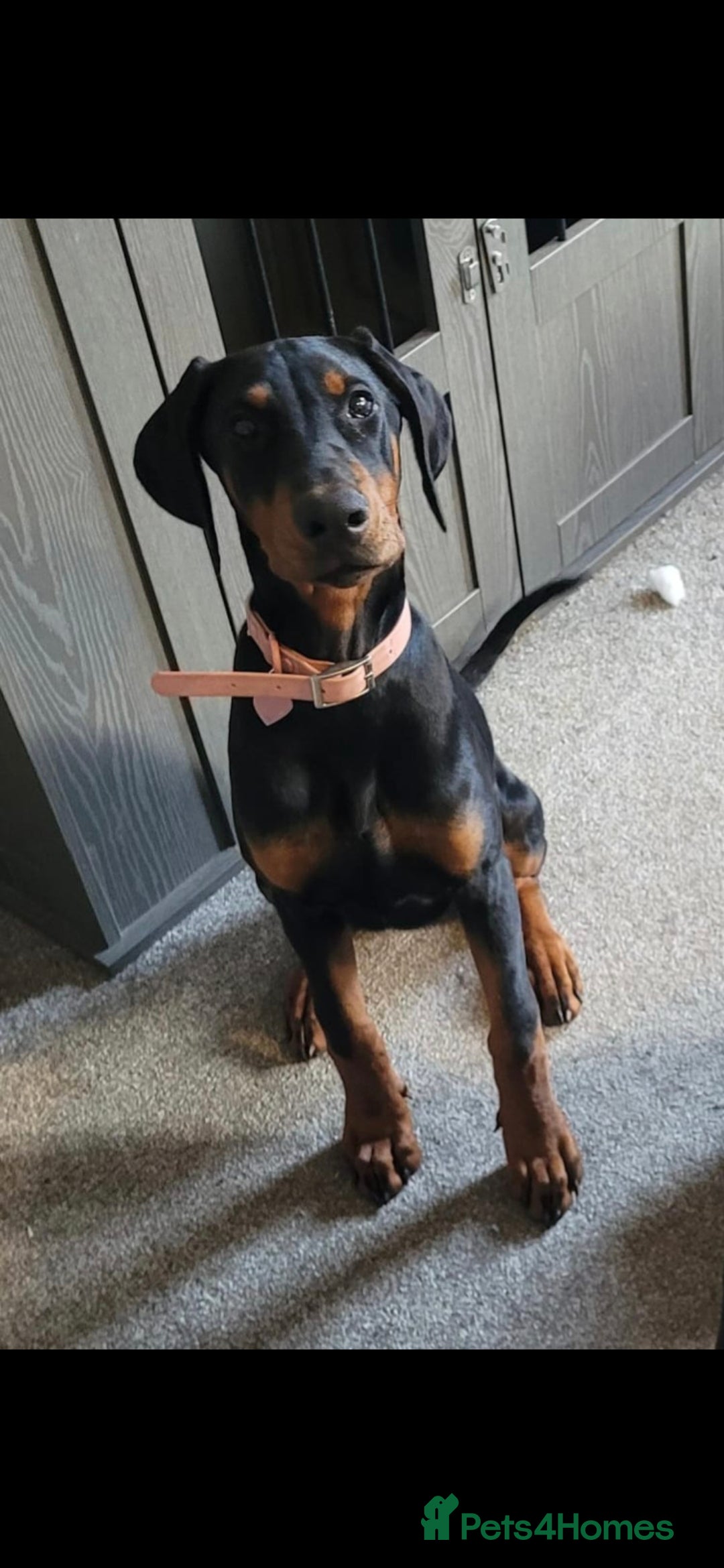 Dobermann dogs for sale: Dobermann Puppy  - Image 1
