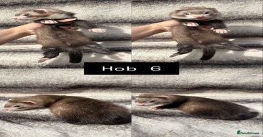 Ferret rodents - Advert 10