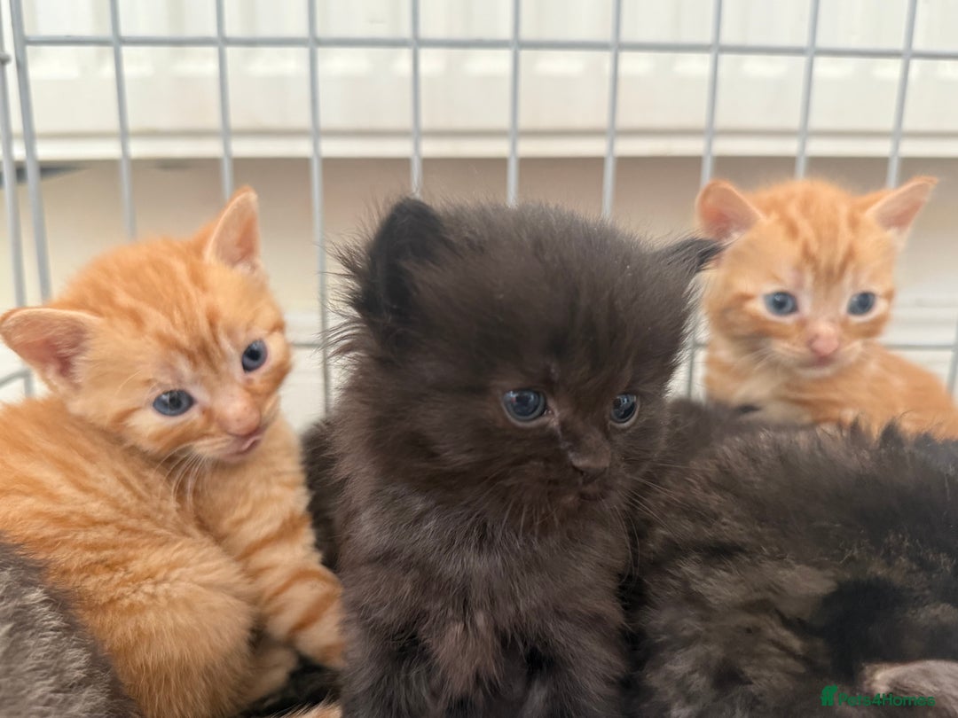 Ragdoll cats for sale: 4 ragdoll x tabby kittens left - Image 4