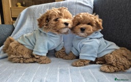 Maltipoo dogs for sale: Small Maltipoo boys ❤️❤️❤️ READY NOW 🫶 - Image 3