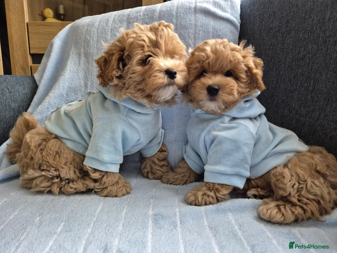 Maltipoo dogs for sale: Small Maltipoo boys ❤️❤️❤️ READY NOW 🫶 - Image 3