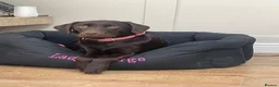 Labrador Retriever dogs for sale: BEAUTIFUL KC CHOCOLATE LABRADOR PUPPIES in Doncaster - Advert 8