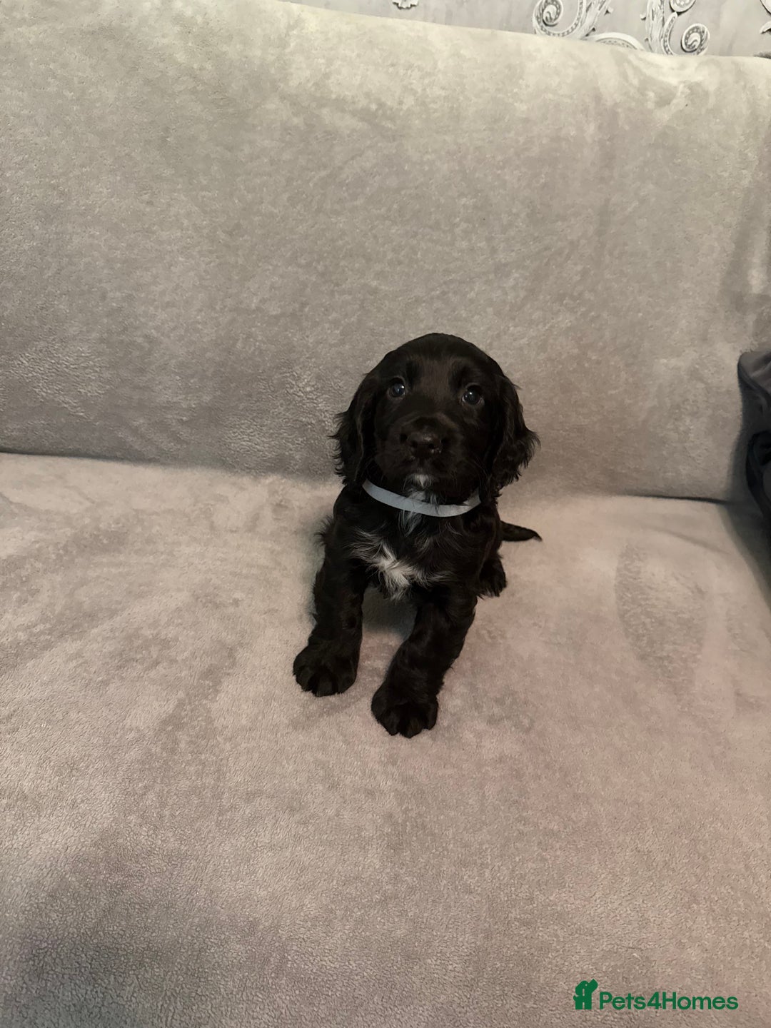 Cocker Spaniel dogs for stud: RED KC STUD DOG  in Bishop Auckland - Advert 8