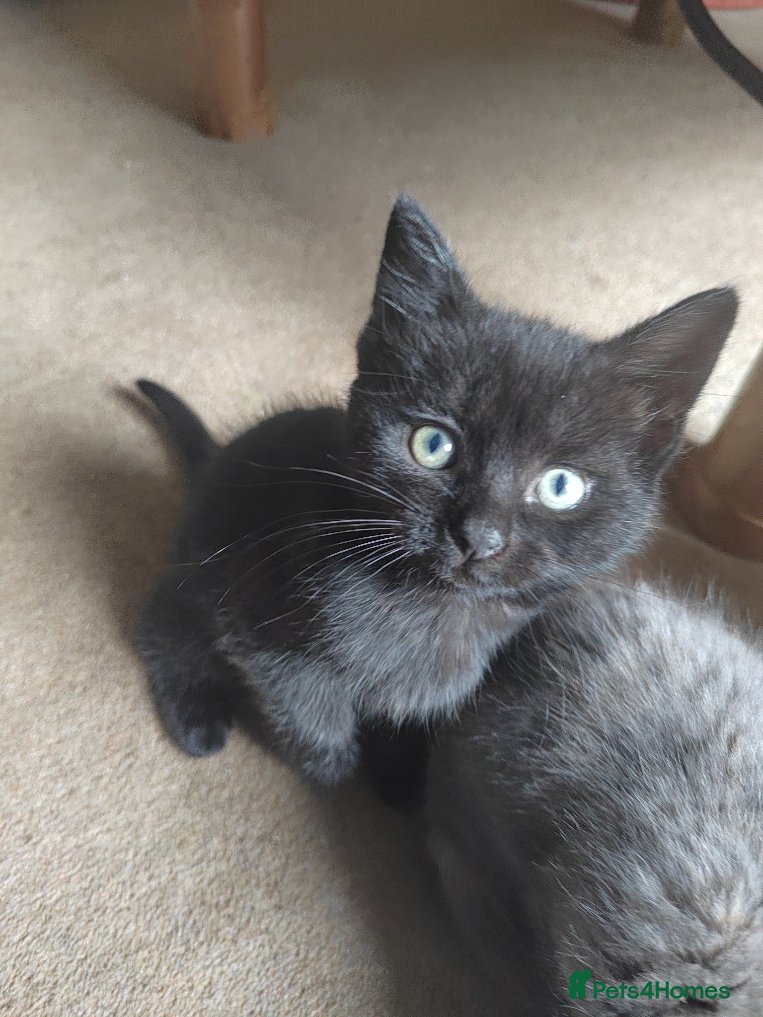 Mixed Breed cats for sale: Beautiful grey, tortoiseshell, black kittens in Wakefield - Advert 7