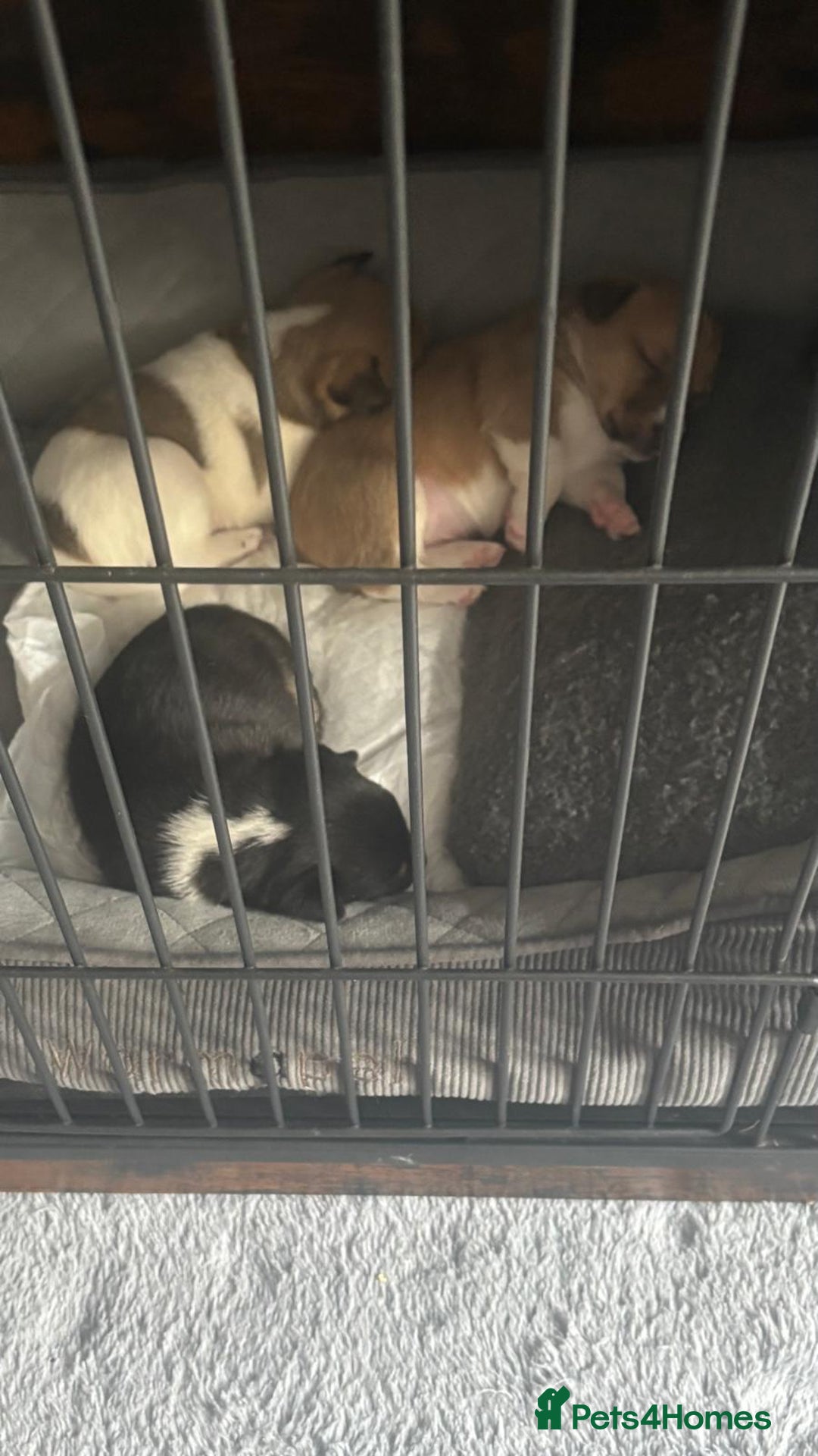 Jack Russell dogs for sale: Jack russell puppies - Image 4