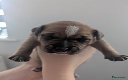 Staffordshire Bull Terrier dogs for sale: Red Staffordshire bull terrier pups  - Image 6