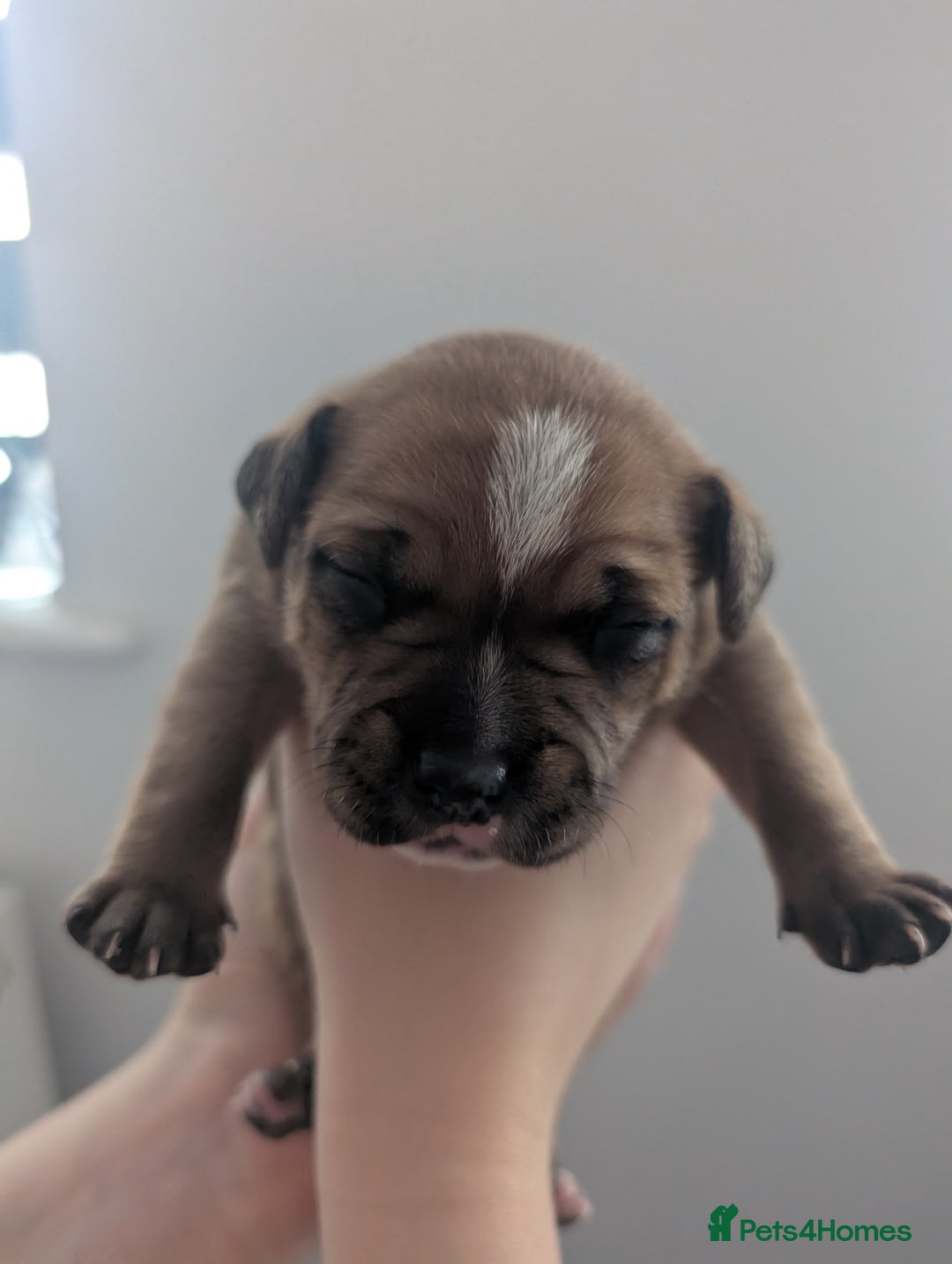 Staffordshire Bull Terrier dogs for sale: Red Staffordshire bull terrier pups  - Image 6