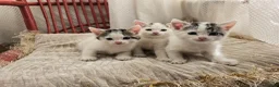 Mixed Breed cats for sale: Adorable9-Week-Old Kittens Looking forLoving Homes - Advert 5