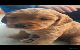 Cockapoo dogs for sale:  Cockapoo Puppies Ready for Their Forever Homes! - Advert 4