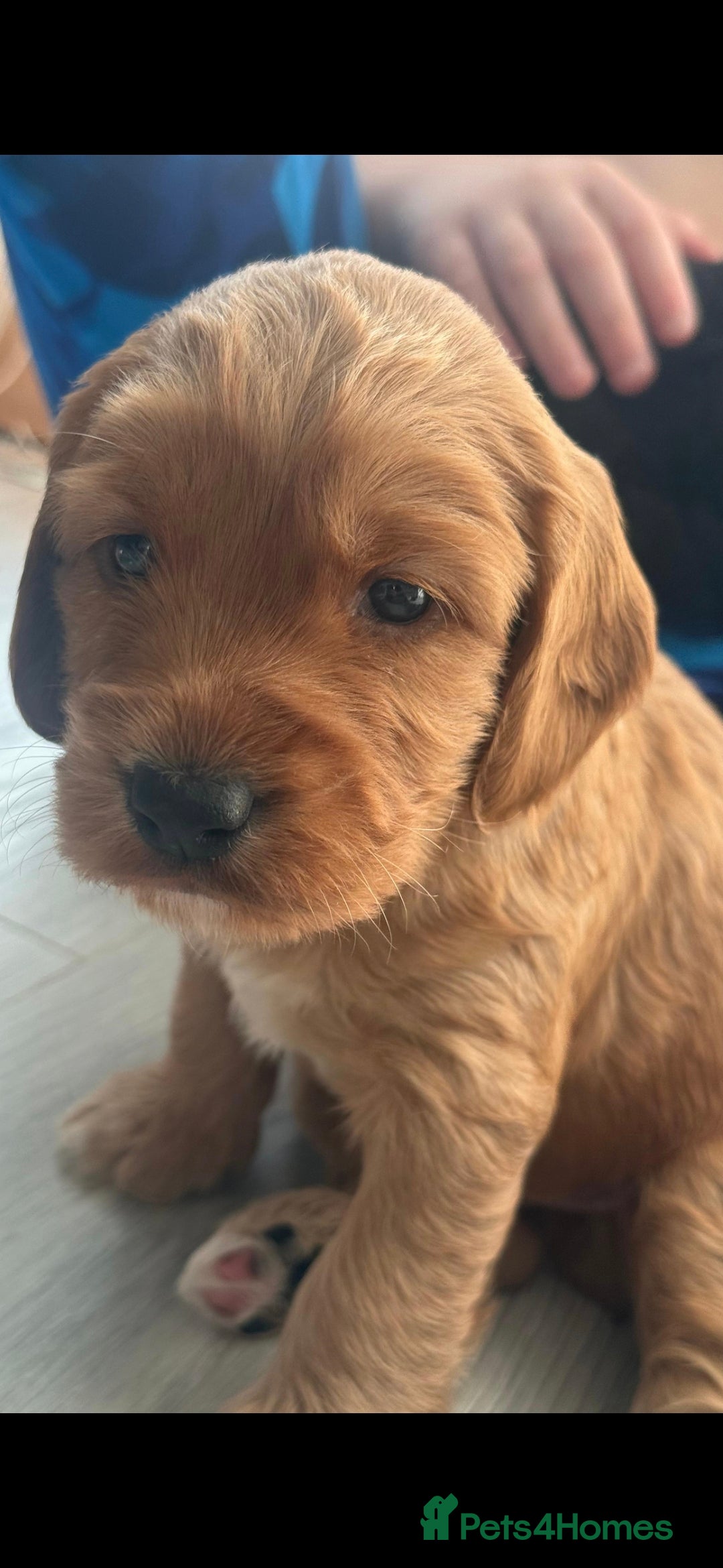 Cockapoo dogs for sale:  Cockapoo Puppies Ready for Their Forever Homes! - Advert 4