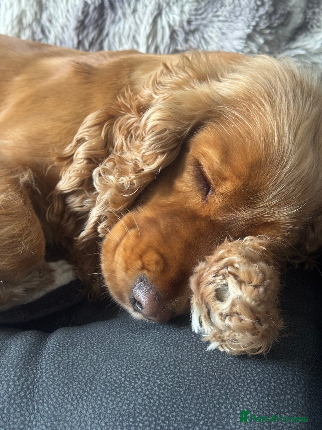 Cocker Spaniel dogs for sale: Meet Daisy – looking for her forever home❤️ - Advert 4