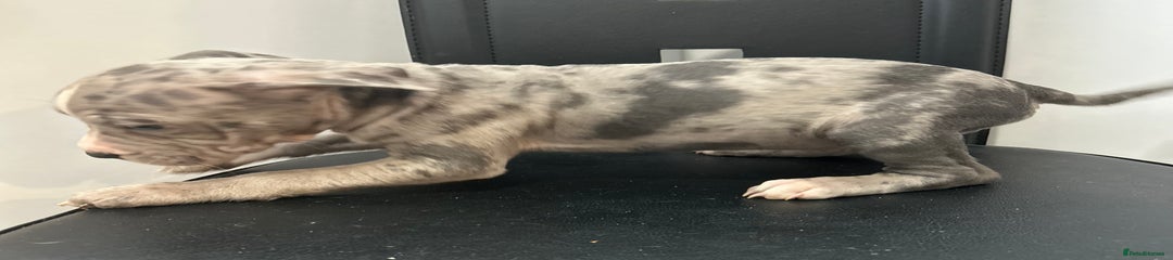 Mixed Breed Puppy 5
