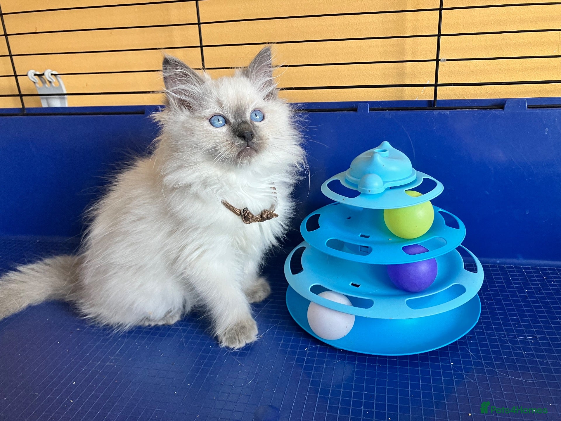 Ragdoll cats for sale: GCCF Ragdoll 🏆Champion Bloodline🌟5-Gen Pedigrees - Advert 3