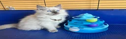 Ragdoll cats for sale: GCCF Ragdoll 🏆Champion Bloodline🌟5-Gen Pedigrees - Advert 5