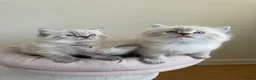 Ragdoll cats for sale: Fluffy Ragdoll kittens, 3 beautiful boys   - Advert 5