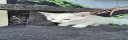 Turkish Angora cats for sale: Cute kittens in Leigh-on-Sea - Advert 10