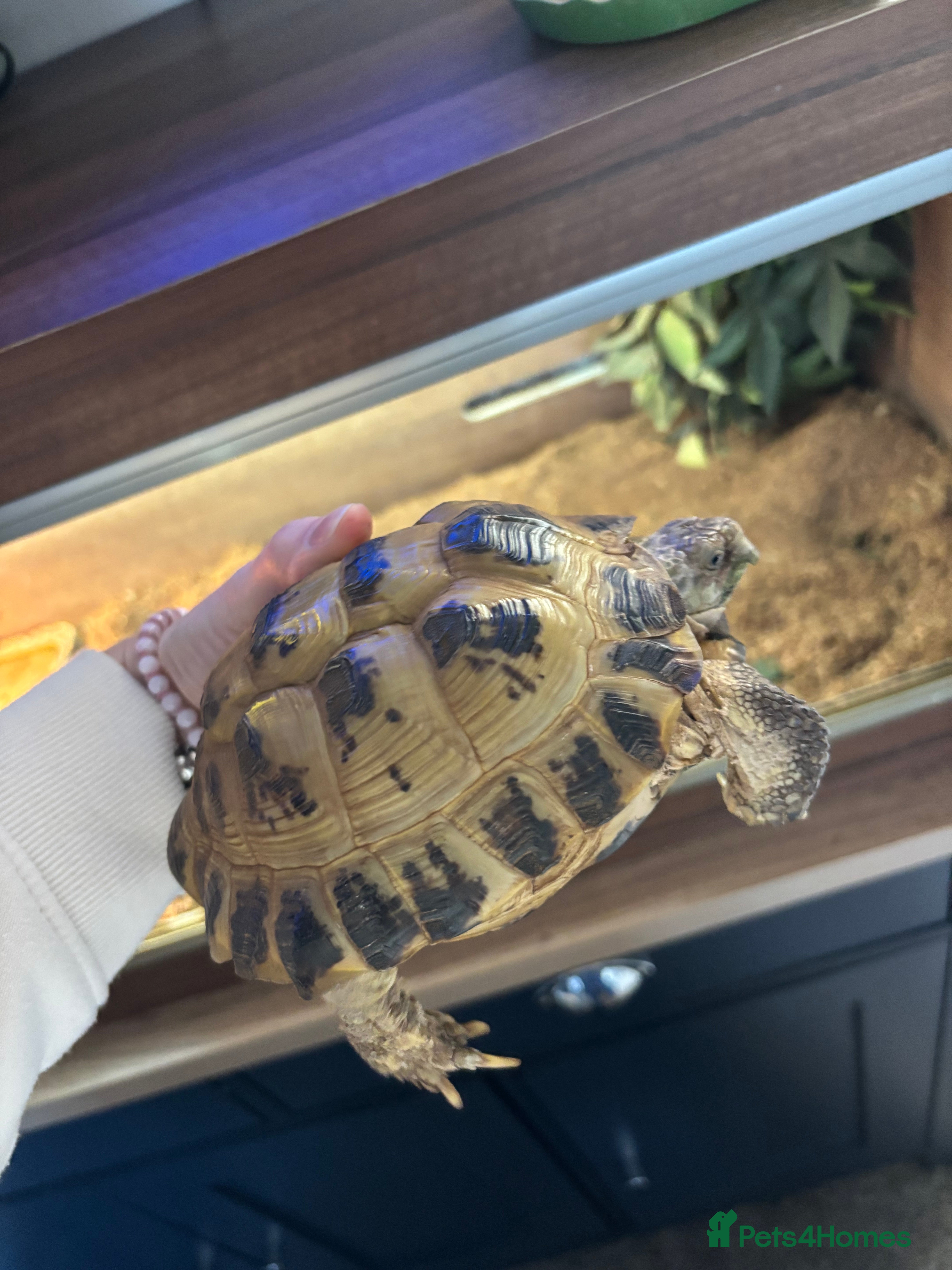 Tortoise reptiles Horsefield tortoise - Advert 1