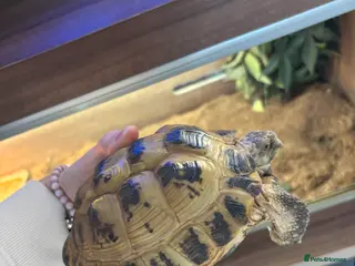 Tortoise reptiles Horsefield tortoise - Advert 1