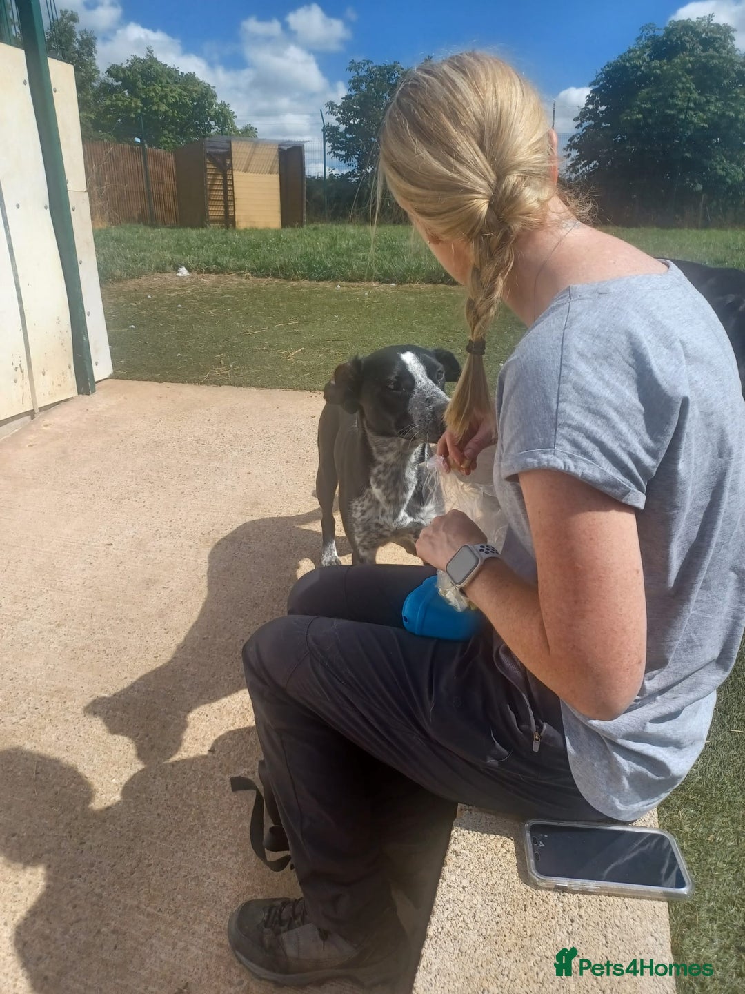 Mixed Breed dogs for adoption: TROOPER in Ashbourne - Image 5