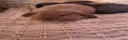 Mini Lop rabbits for sale: Mini Lops - Advert 6