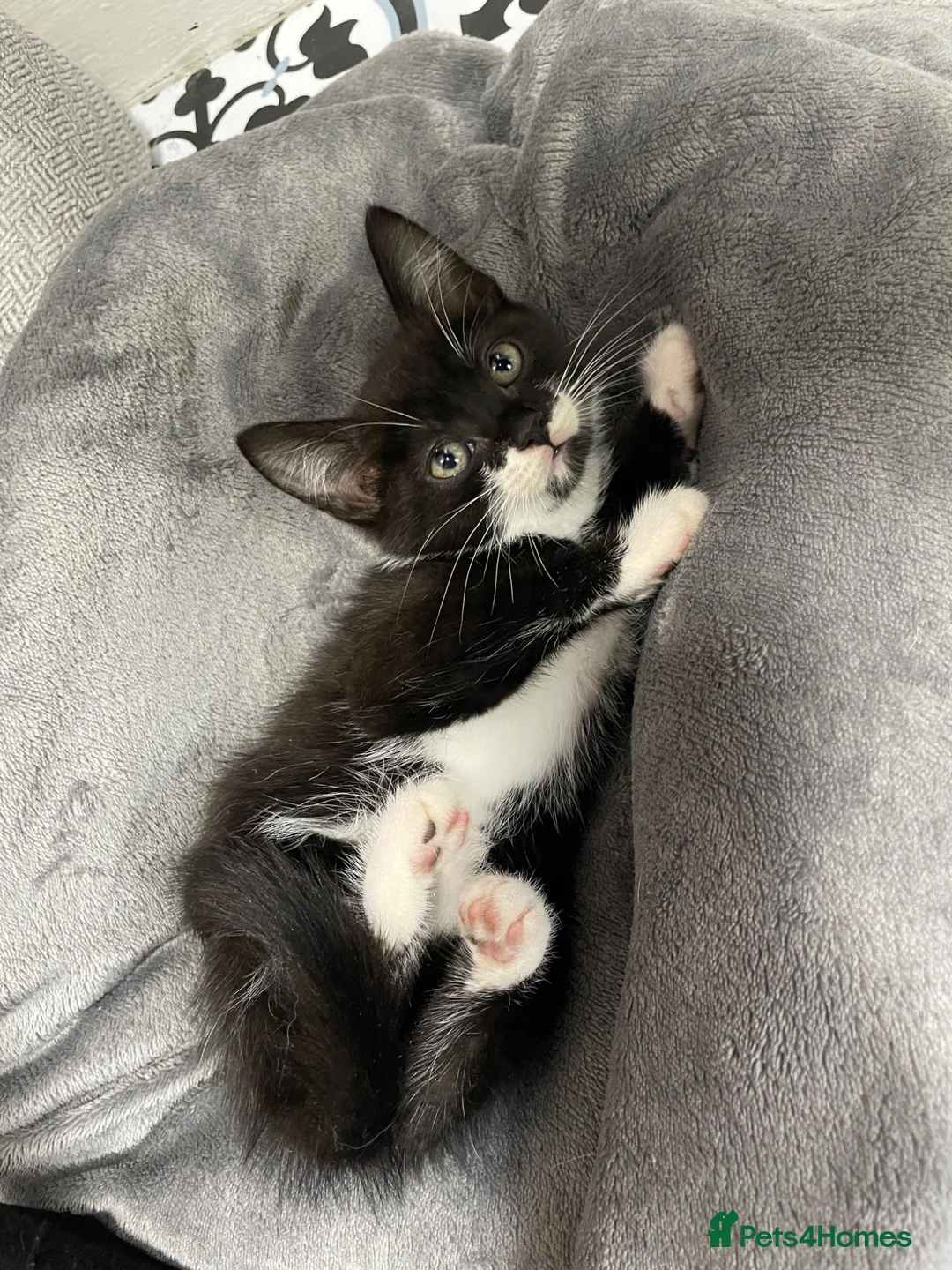 British Shorthair cats for sale: Kittens  - Advert 2