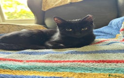 Mixed Breed cats for adoption: Rescue kitten ready for new home - Image 1