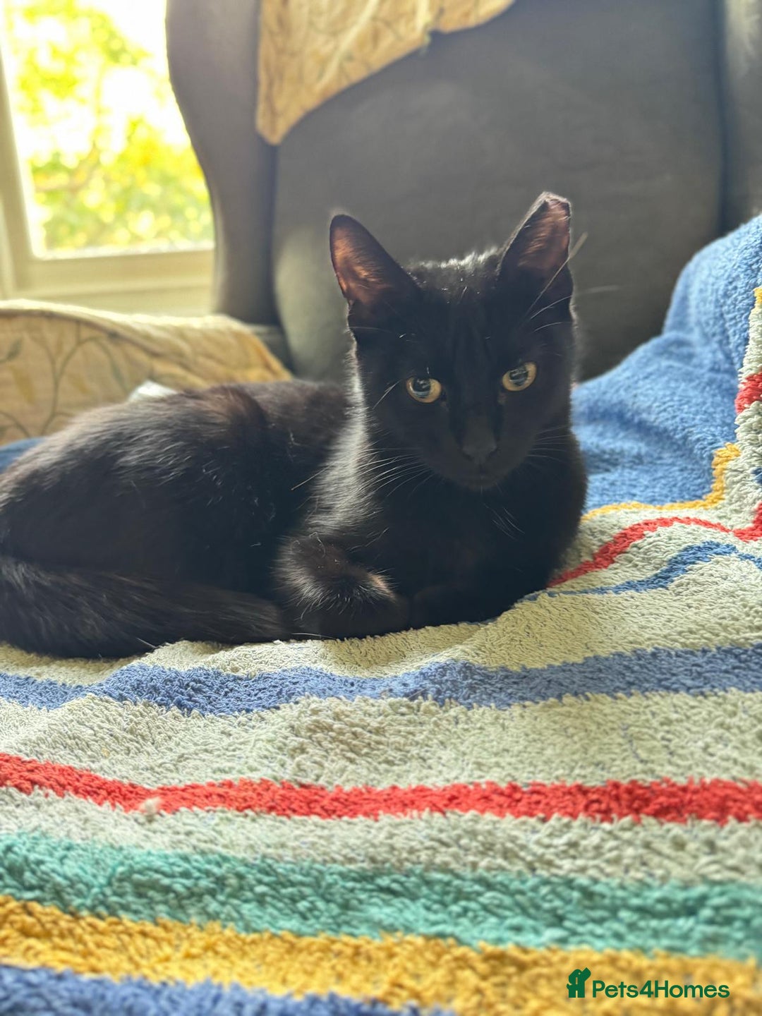 Mixed Breed cats for adoption: Rescue kitten ready for new home - Image 1