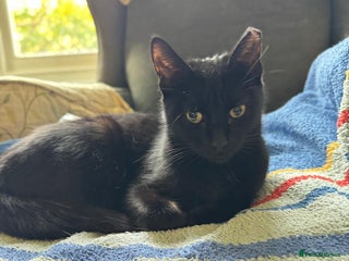 Mixed Breed cats - Advert 29