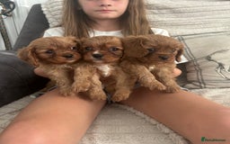 Cavalier King Charles Spaniel dogs for sale: Kc reg ruby cavalier boys available  - Image 7