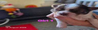 Girl 1
