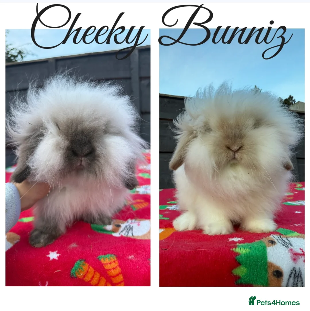 Mini Lion Lop rabbits for sale: Mini Lion Lop ** WAITING LIST** - Advert 1