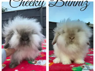 Mini Lion Lop rabbits Mini Lion Lop ** WAITING LIST** - Advert 3