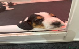 Basset Hound dogs for sale: Beautiful Basset Hound Puppies  - Image 13