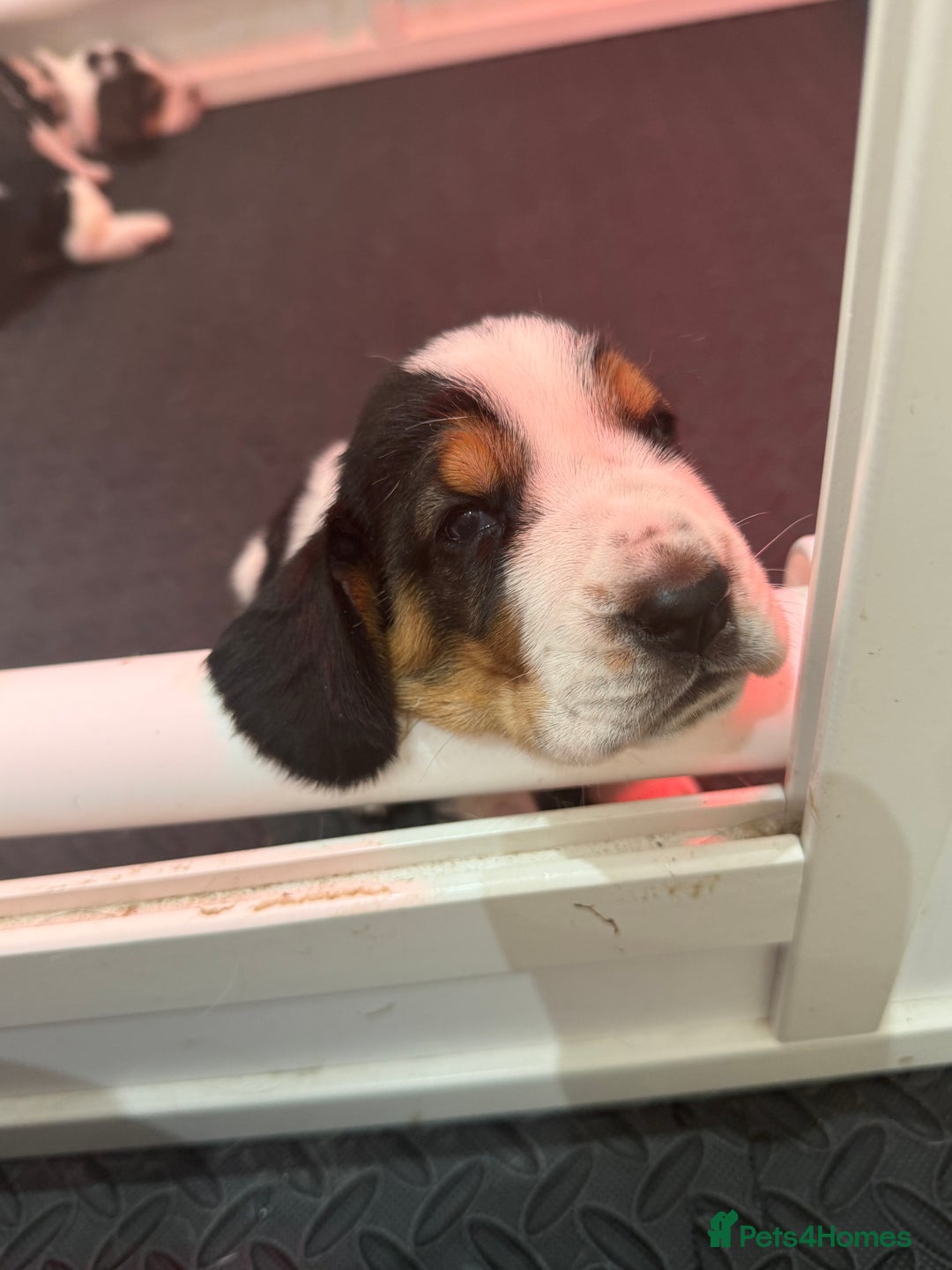 Basset Hound dogs for sale: Beautiful Basset Hound Puppies  - Image 13