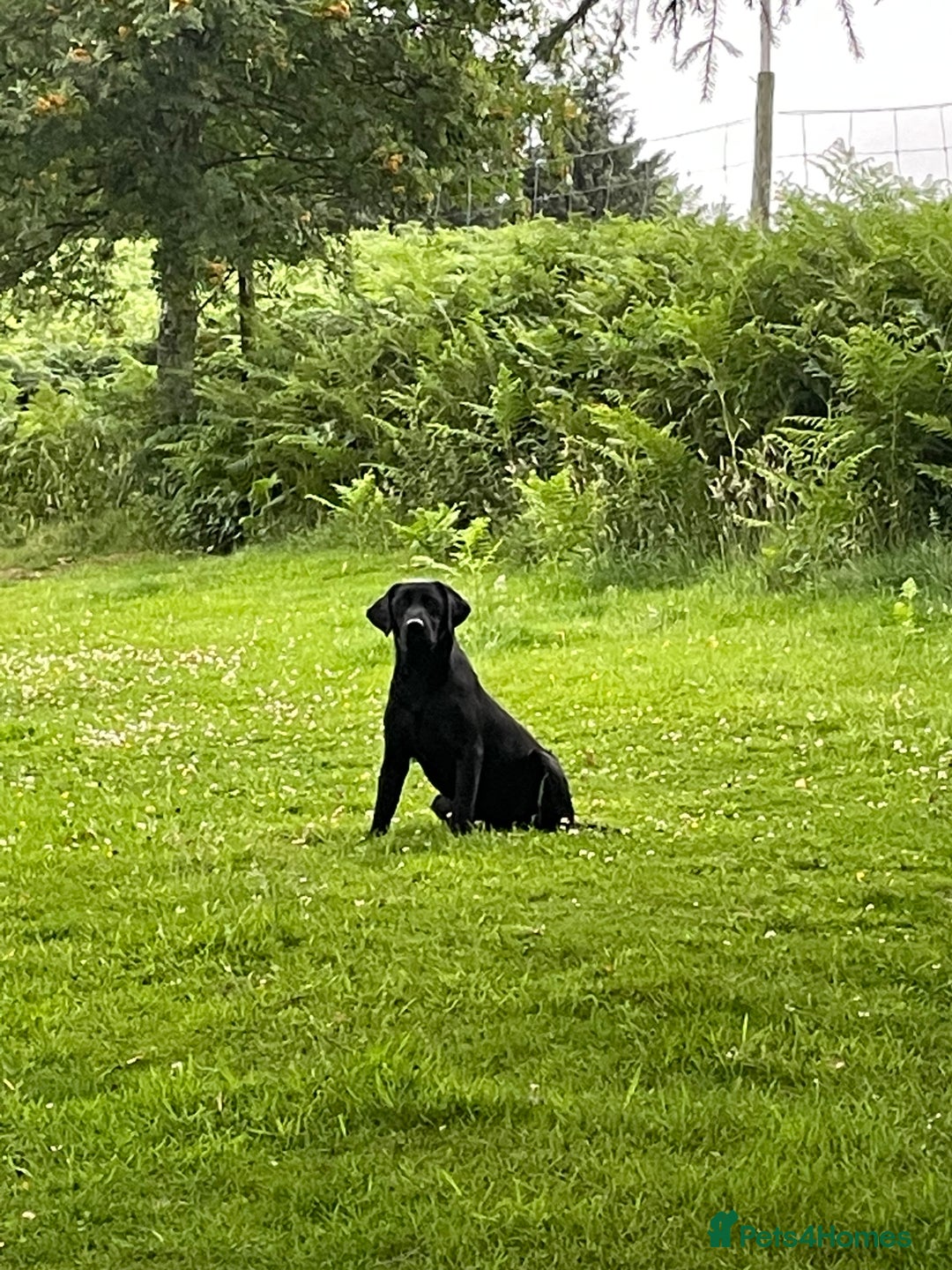 Labrador Retriever dogs for sale: Part trained Labrador KC Reg - Image 2