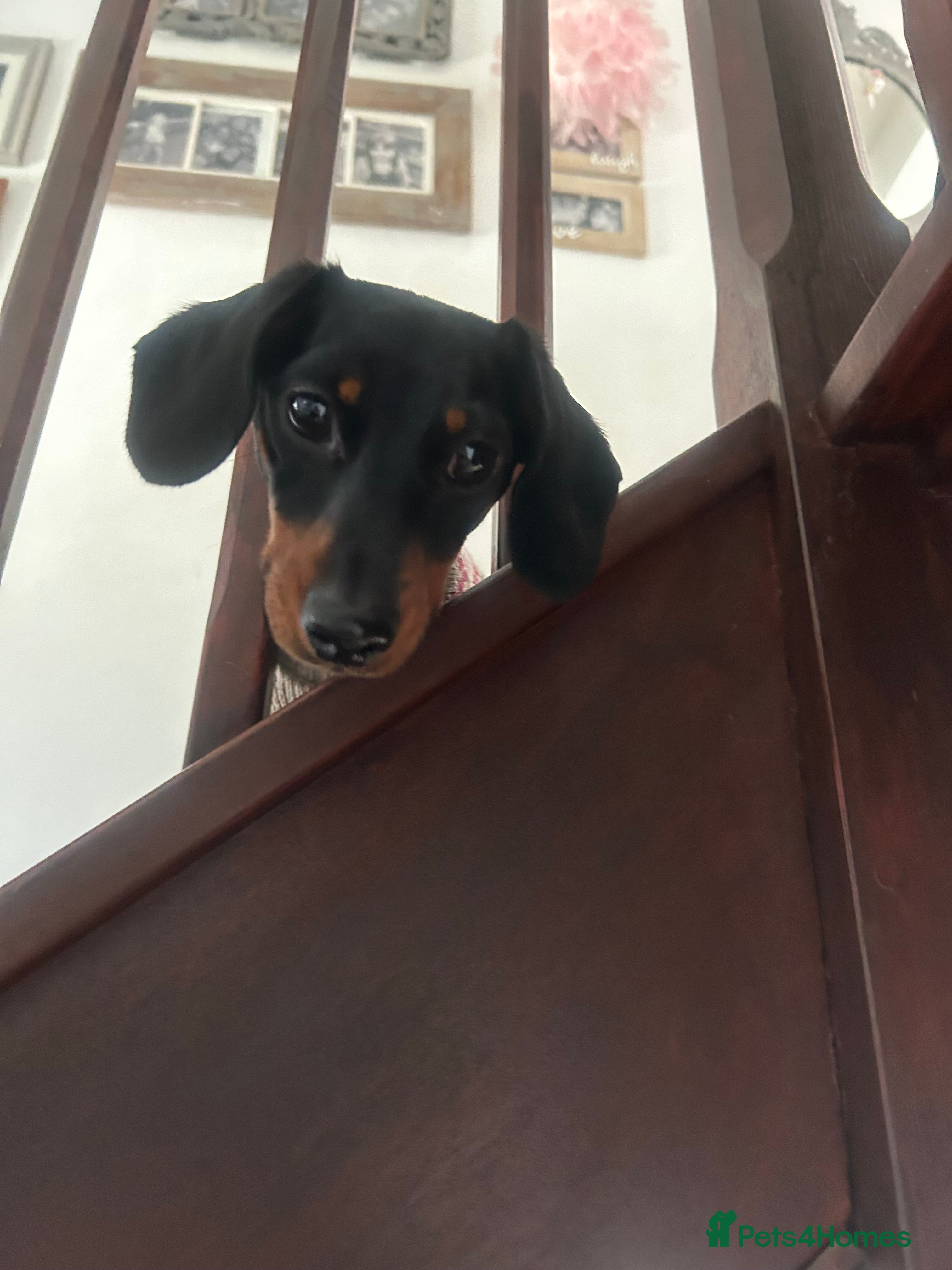 Miniature Dachshund dogs Miniature Dachshund  in Retford - Advert 2