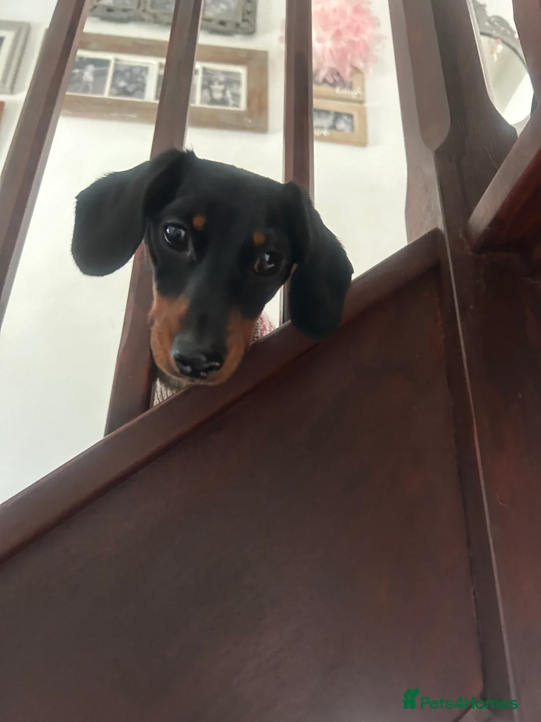Miniature Dachshund dogs for sale: Miniature Dachshund  - Advert 1